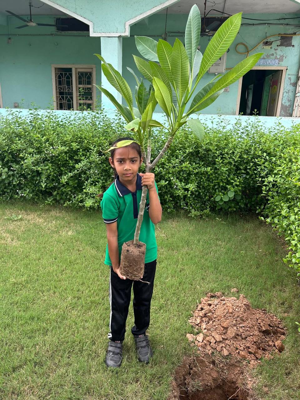 Tree Plantation